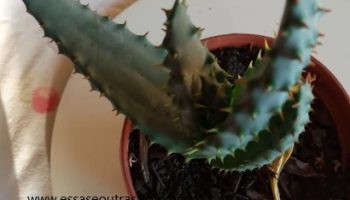 Aloe Aculeata Pole-Evans – Foto da Muda, Origem e Cuidados