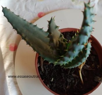 Aloe Aculeata Pole-Evans – Foto da Muda, Origem e Cuidados