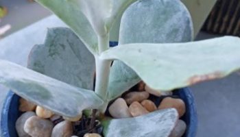 Cotyledon Orbiculata – Foto da Muda, Floração e Cuidados