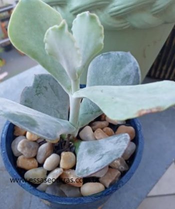 Cotyledon Orbiculata – Foto da Muda, Floração e Cuidados
