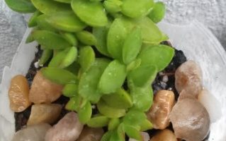 Crassula Ovata Money Maker – Foto da Muda, Floração