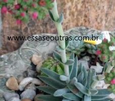 Ferrugem nas Crassulas – Combater Ferrugem nas Suculentas