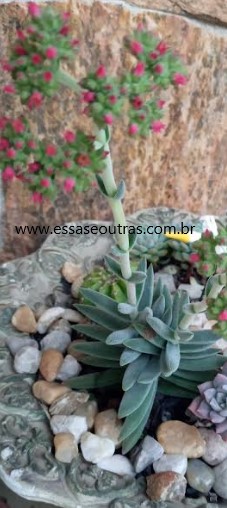 Ferrugem nas Crassulas – Combater Ferrugem nas Suculentas
