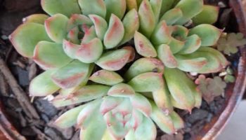 Echeveria Beatrice – Como Cuidar da Suculenta Hibrida