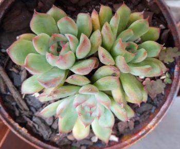 Echeveria Beatrice – Como Cuidar da Suculenta Hibrida