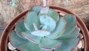 Echeveria Gila – Foto da Muda da Suculenta Gigante Hibrida