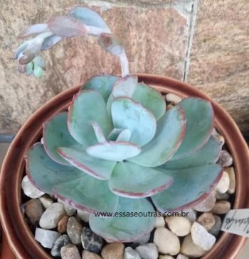 Echeveria Gila – Foto da Muda da Suculenta Gigante Hibrida