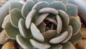 Echeveria Lichi – Hibrida da Echeveria Lola e Querência – Muda