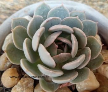 Echeveria Lichi – Hibrida da Echeveria Lola e Querência – Muda