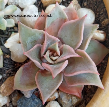 echeveria-madiba-com-folhas-queimadas-enxofre-nas-suculentas-