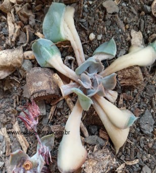 enxofre-nas-suculentas-echeveria-nichi-com-folhas-queimadas-
