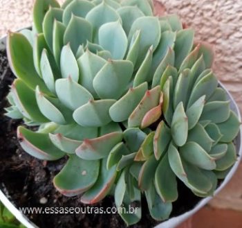 Echeveria Secunda Foto Muda da Suculenta, Variações, Cuidados