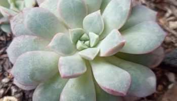 Echeveria Subcorymbosa – Foto da Muda, Substrato e Rega