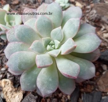 Echeveria Subcorymbosa – Foto da Muda, Substrato e Rega
