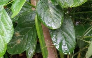 Feijão de Porco – Foto da Planta, Cuidados e Dica de Receita