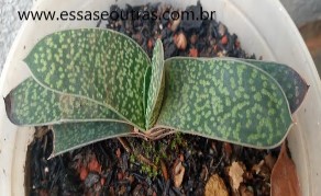 Gasteria Gracilis – Foto da Muda, Floração e Cuidados Suculenta