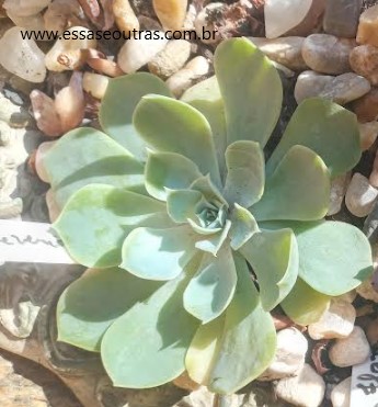 foto-da-muda-da-echeveria-secunda-