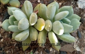 muda-da-Pachyveria-draco-com-duas-cabeças-