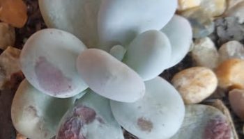Enxofre nas Suculentas e Plantas Cuidados ao Aplicar Indicações