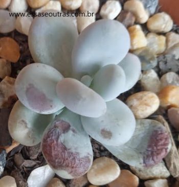 Enxofre nas Suculentas e Plantas Cuidados ao Aplicar Indicações