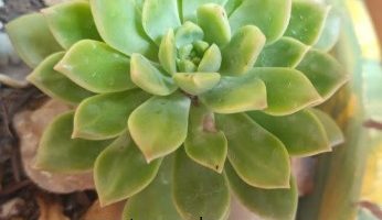 Sedeveria Maialen – Foto da Muda e Como Cuidar da Suculenta