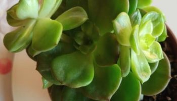 Sedeveria Rolly em Colônia – Foto da Planta e Cuidados