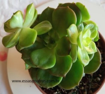 Sedeveria Rolly em Colônia – Foto da Planta e Cuidados