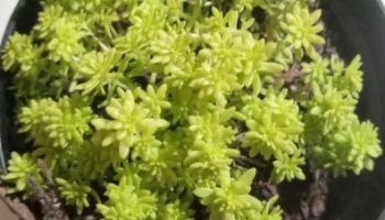 Sedum Oro – Sedum Japonicum – Foto da Muda e Cuidados