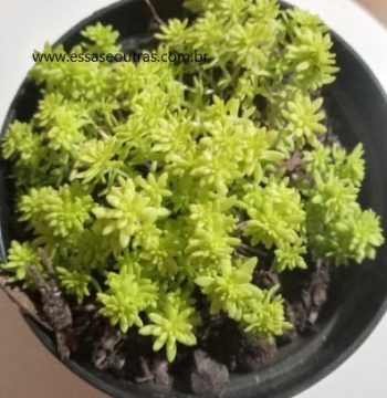 Sedum Oro – Sedum Japonicum – Foto da Muda e Cuidados
