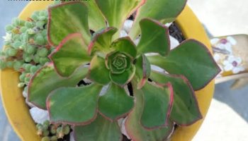 Aeonium Red Edge Variegata – Foto da Muda e Cuidados
