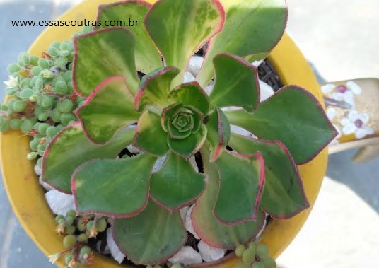 aeonium-red-edge-variegata-muda-