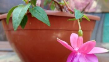 Brinco de princesa – Como Plantar Fuchsia, Fazer Muda e Floração