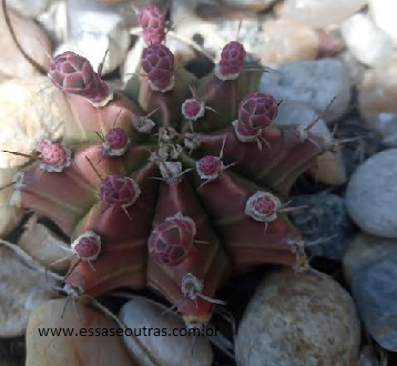 cacto-gymnocalycium-mihanovichii-florindo-