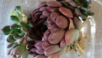 Sinais de Cochonilha de Raiz na Suculenta – Como  Saber e Cuidar