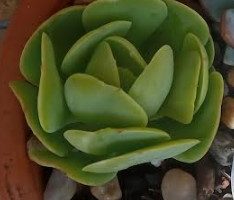 Echeveria Momoca ou Mandala Citrus – Foto da Muda e Cuidados