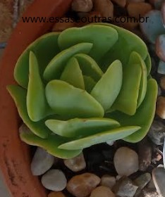 muda-da-echeveria-momoca-mandala-citrus-