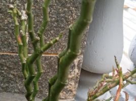 Sapatinho do Jardim – Euphorbia Tithymaloides Planta Dois Amores