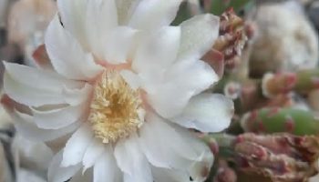 Cacto Gymnocalycium Mihanovichii – Foto da Muda e Cuidados