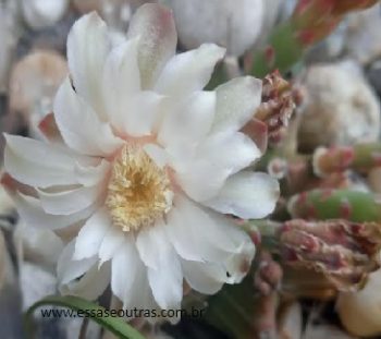 Cacto Gymnocalycium Mihanovichii – Foto da Muda e Cuidados