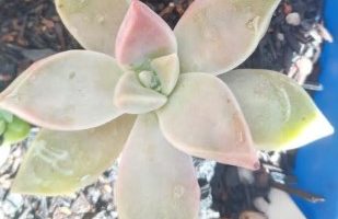 Graptopetalum Urla Pink – Foto da Muda, Origem e Como Cuidar