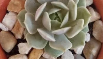 Echeveria Lola – Foto da Muda, Como Cuidar, Substrato