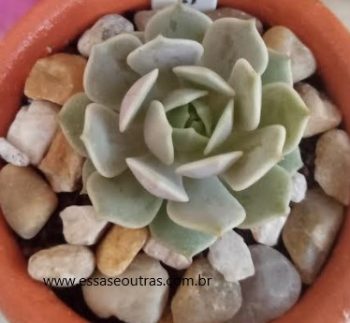 Echeveria Lola – Foto da Muda, Como Cuidar, Substrato