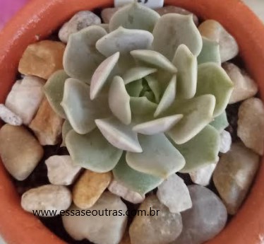 muda-da-echeveria-lola-cuidados