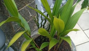 Orquídea Terrestre Sobralia – Foto da Muda, Cuidados e Floração
