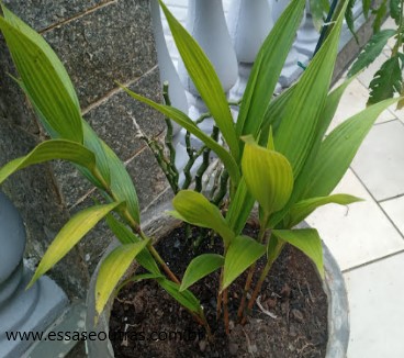 muda-da-orquídea-terrestre-sobralia-