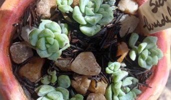 Sedum Peresdelarosae Foto da Muda, Como Cuidar da Suculenta