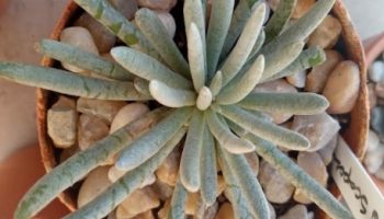 Senecio Scaposus ou Aranha Prateada Foto da Muda e Cuidados