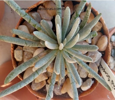 senecio-scaposus-muda-da-suculenta-aranha-
