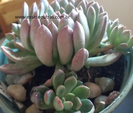 echeveria-baschfull-com-cochonilha-de-raiz-