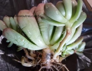 sinais-de-cochonilha-de-raiz-na-suculenta-